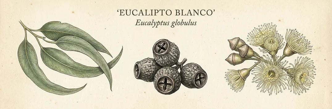 Hoja, fruto y flor de eucalipto blanco