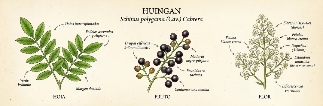 Hoja, fruto y flor de huingan