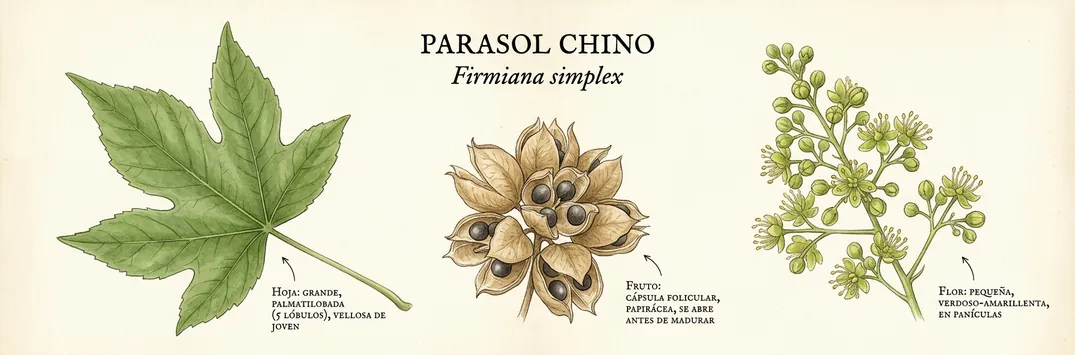 Hoja, fruto y flor de parasol chino