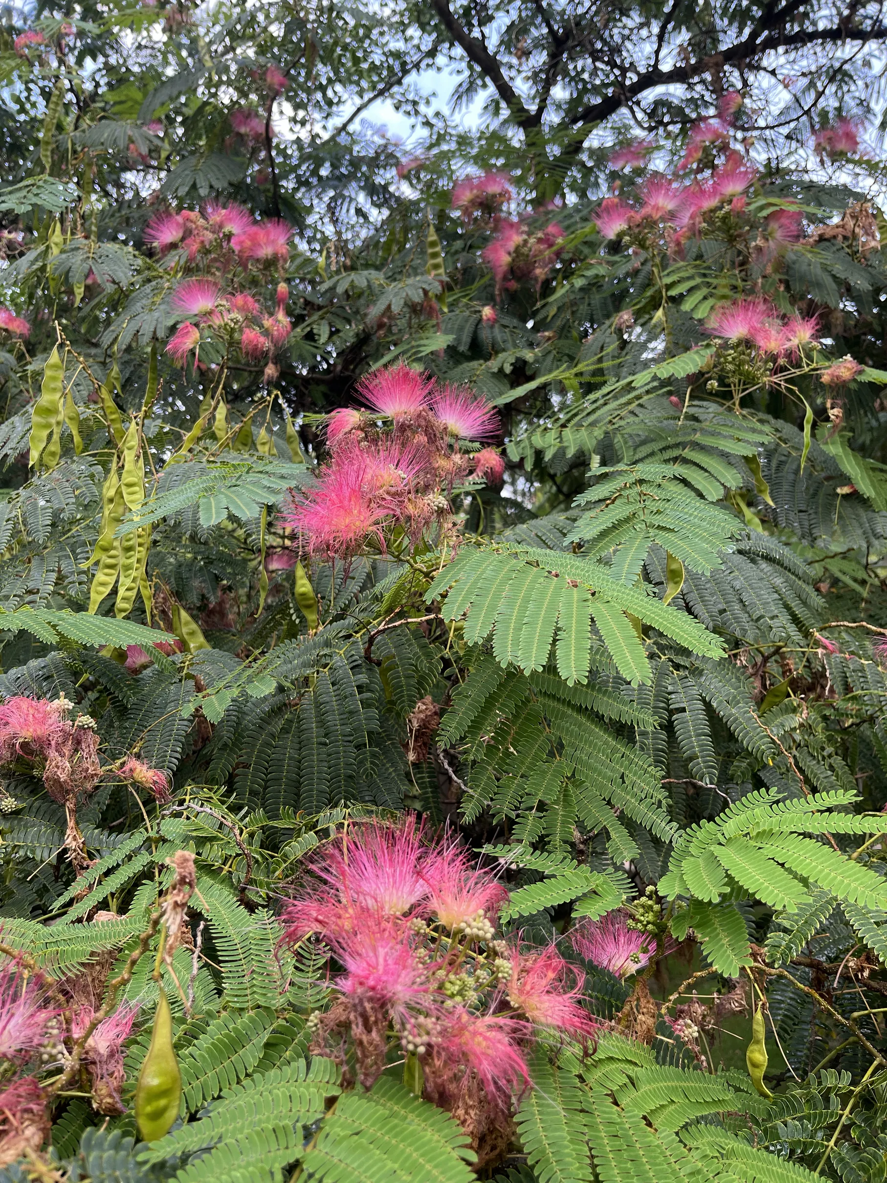 Flores rosadas y hojas plumosas de la acacia de Constantinopla vistas de cerca