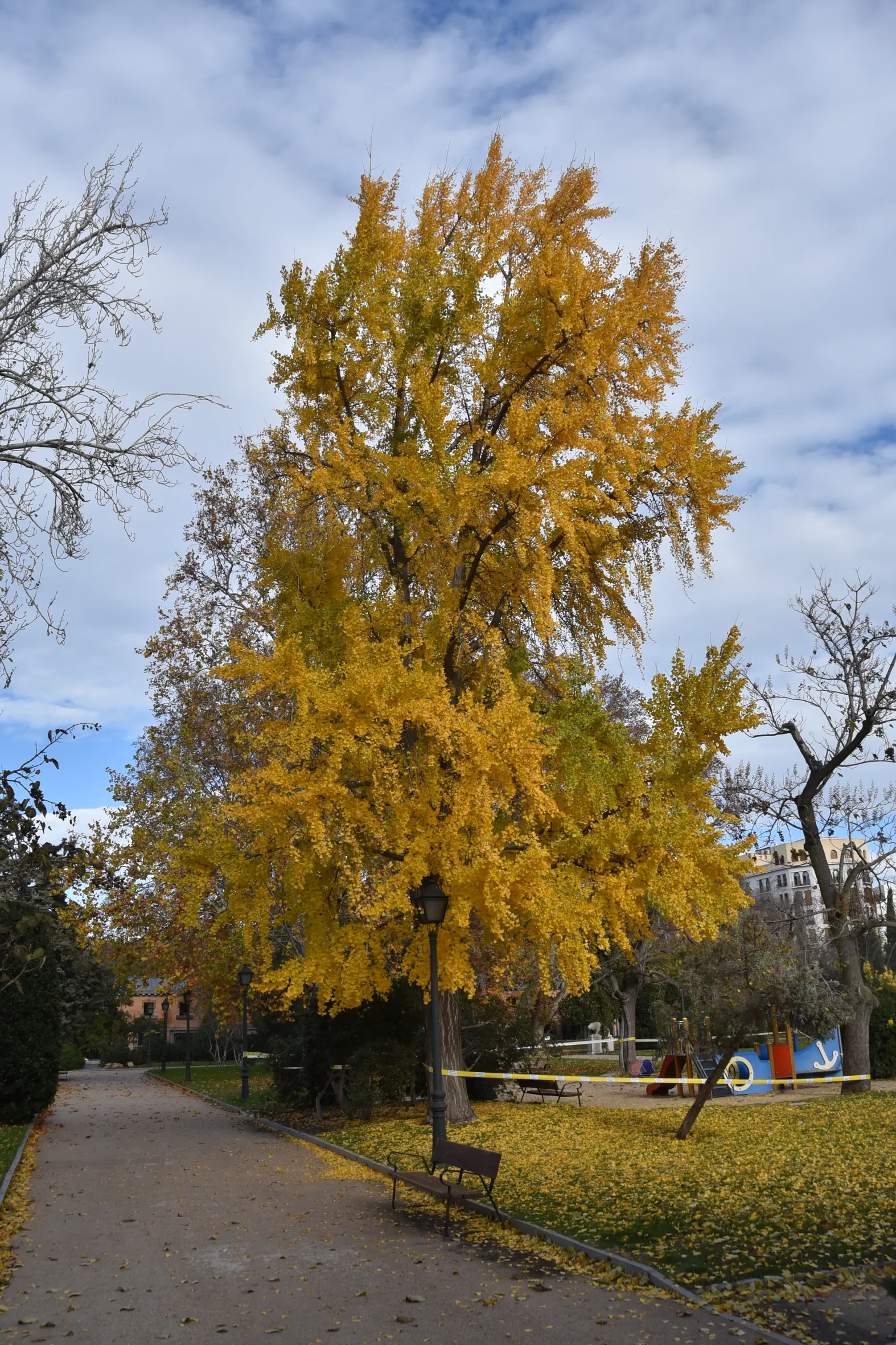 Ginkgo en otoño, con la copa entera teñida de amarillo sobre el paseo