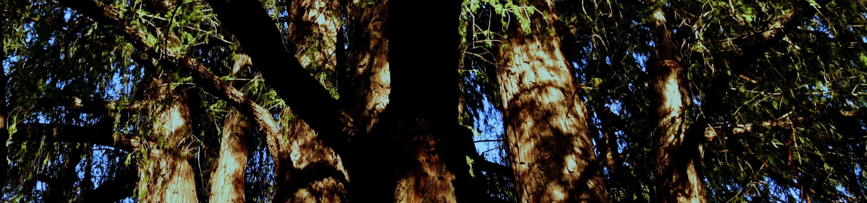 Copa del árbol fotografiada desde el suelo, con las ramas abriéndose hacia el cielo